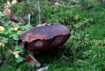 Champignons