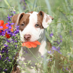 Amazing puppy of American Pit Bull Terrier in flowers