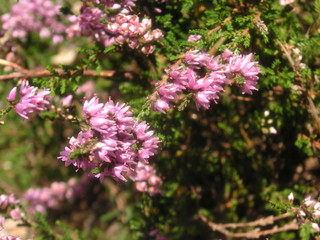 Detail of pink heather branch