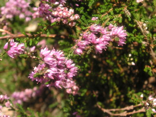 Obraz premium Detail of pink heather branch