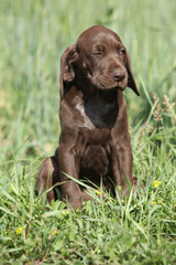 Beautiful puppy od German Shorthaired Pointer