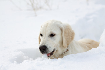 Labrador retriever puppy dog in the winter