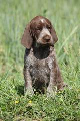 Beautiful puppy od German Shorthaired Pointer © Zuzana Tillerova