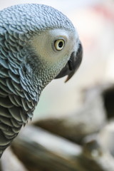 African Grey Parrot