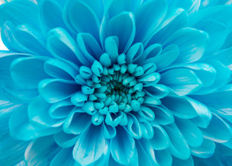 Plakat Blue Chrysanthemum Flower Isolated