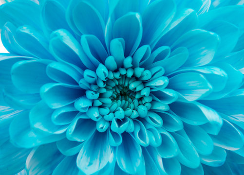 Fototapeta Blue Chrysanthemum Flower Isolated