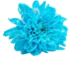 Foto op Canvas Blue Chrysanthemum Flower Isolated © ksena32