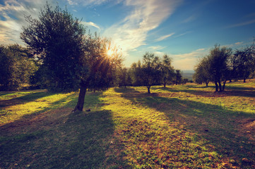 Olive trees in Tuscany, Italy at sunset. Vintage