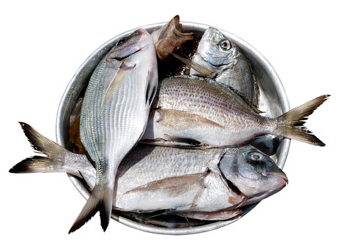 fish in metal plate