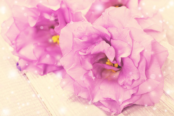 Beautiful eustoma flowers, close up