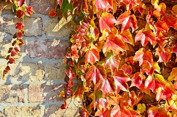 Ziegelmauer mit Efeu