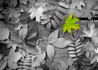 Green maple leaf amongst black and white autumn leaves
