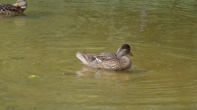 Beautiful duck swims in a pond