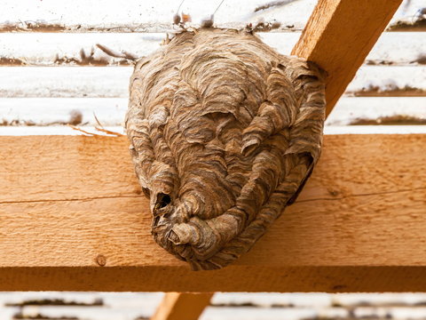 Hornissennest