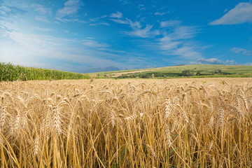 Beautiful blue sky over ripe wheat field. Summer landscape