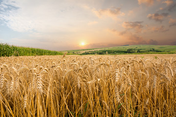 Beautiful sunrise over wheat field