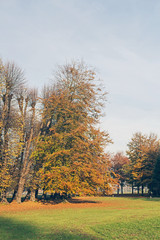 Tall autumn treeagainst blue sky.