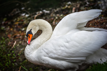 Fototapeta premium Mute swan (Cygnus olor). Close ups in his pond.