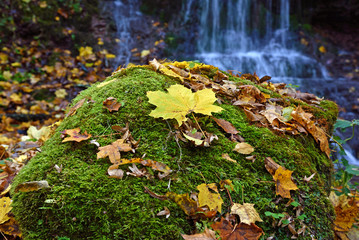 Fabulous landscape of the maple leaf on a rock with moss on the