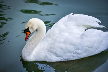 Mute swan (Cygnus olor).  Close ups in his pond.