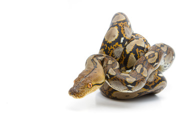 Fototapeta premium Boa constrictor on white background
