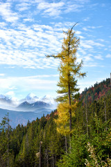 Beautiful landscape with yellow larch on background of snow-capp