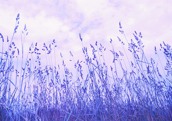 Meadow grass with instagram effect