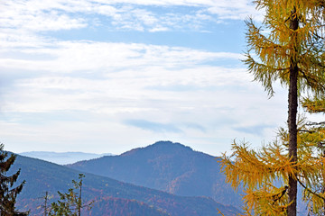 Beautiful landscape with yellow larch against the backdrop of au