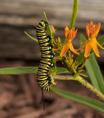 Monarch caterpillar