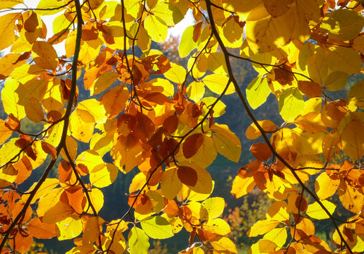 Bunter Herbstblätter