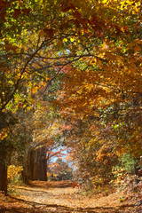 Branches of fall foliage form a tunnel, Mansfield Hollow, Connecticut.