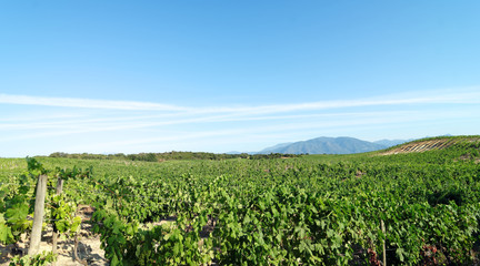Fototapeta na wymiar Vignes de Corse