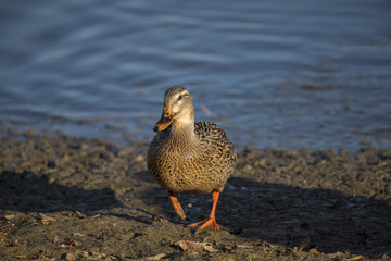 Mallard off the water
