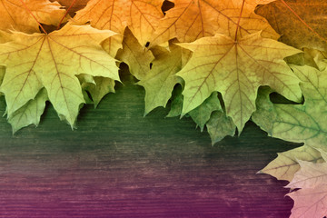 Autumn leaves on wooden background