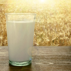 Glass of milk on wooden table, on field background