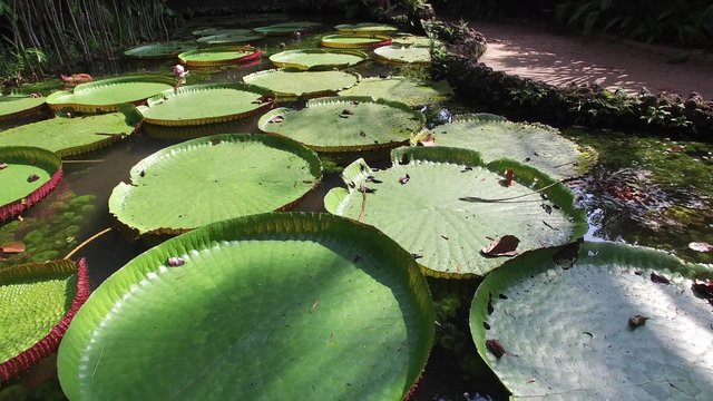 Flower of the Victoria Amazonica, or Victoria Regia, the largest aquatic plant in the world in Belem do Para, Brazil