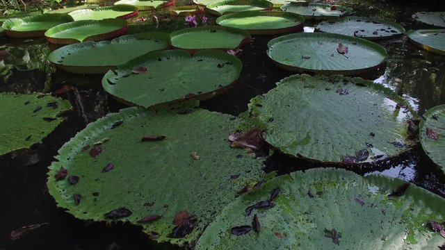 Flower of the Victoria Amazonica, or Victoria Regia, the largest aquatic plant in the world in Belem do Para, Brazil