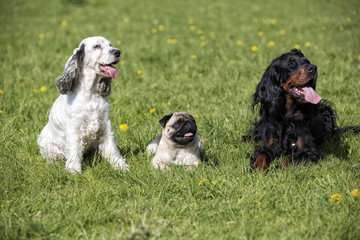 Hunde, Mops, gordon setter und englisch springer Spaniel auf einer Wiese