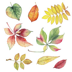Set of colorful autumn leaves. Bright color watercolor pattern. Hand drawn botanical illustration.