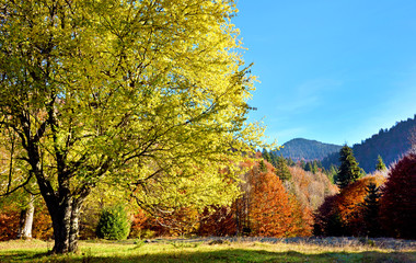 Beautiful landscape of colorful trees on the lawn in the autumn