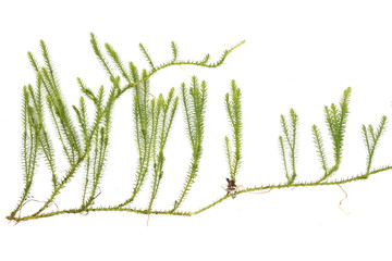 Stiff clubmoss Lycopodium annotinum on white background 