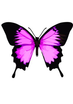 Swallowtail butterfly, pink butterfly on a white background.
