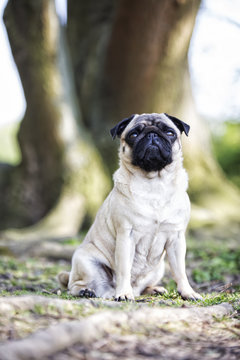 Hund, Mops, Portrait, drau&szlig;en
