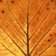 yellow leaf macro