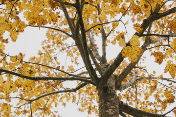 Fototapeta premium Looking Up Trunk of Tree with Yellow Leaves