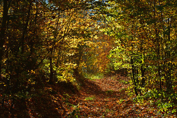 Road in autumn forest
