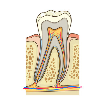 Human tooth structure medical vector