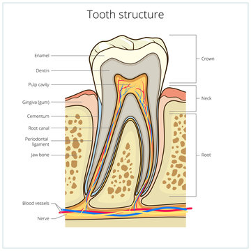 Human tooth structure medical vector