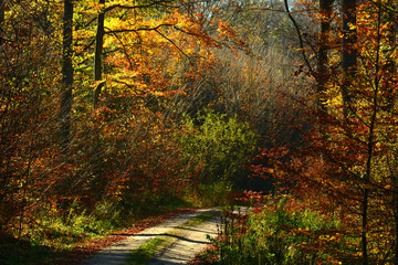 Fototapeta na wymiar Road in autumn forest
