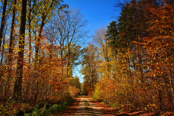 Fototapeta premium Autumn forest path covered with colorful fallen leaves and surrounded by trees with golden foliage. The image represents seasonal change, nature, tranquility, and outdoor landscape beauty.